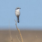 Steppe Grey Shrike (image by Mark Beaman)