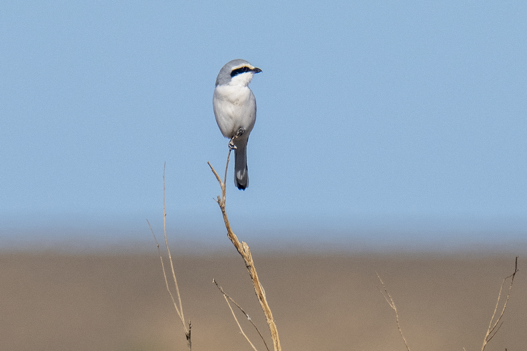 Steppe Grey Shrike (image by Mark Beaman)