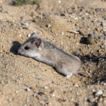 Striped Dwarf Hamster (image by Mark Beaman)