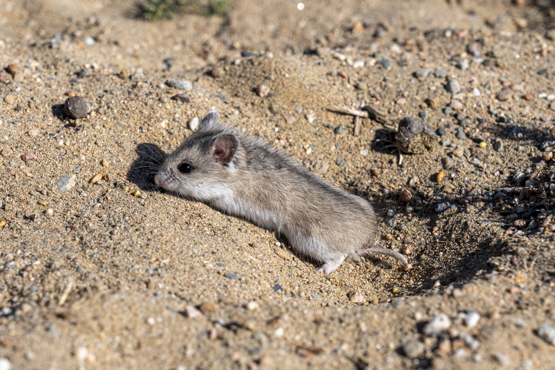 Striped Dwarf Hamster (image by Mark Beaman)