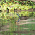 Sungrebe (image by Mark Van Beirs)