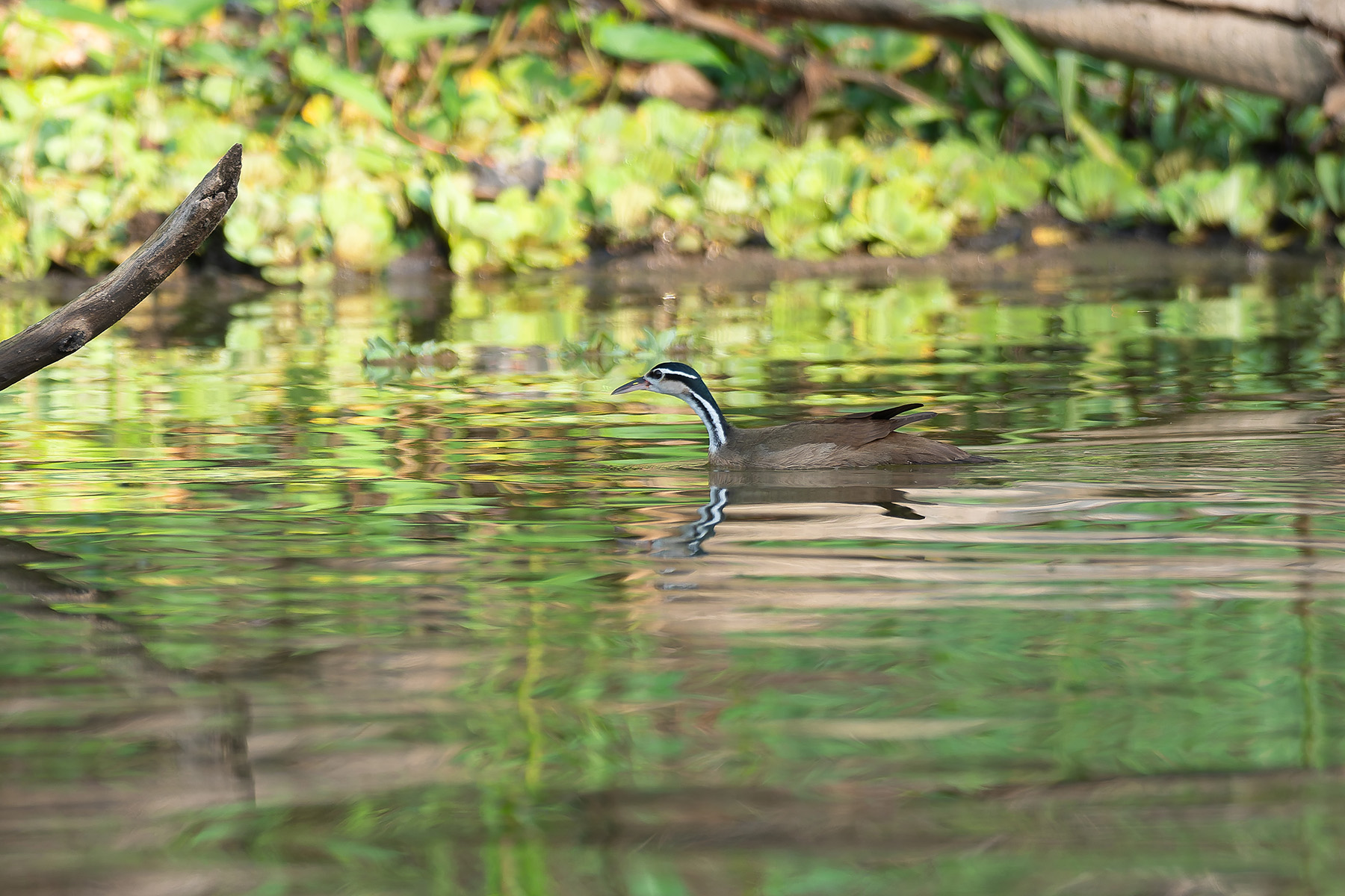 Sungrebe (image by Mark Van Beirs)