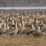 Swan Geese (image by Mark Beaman)