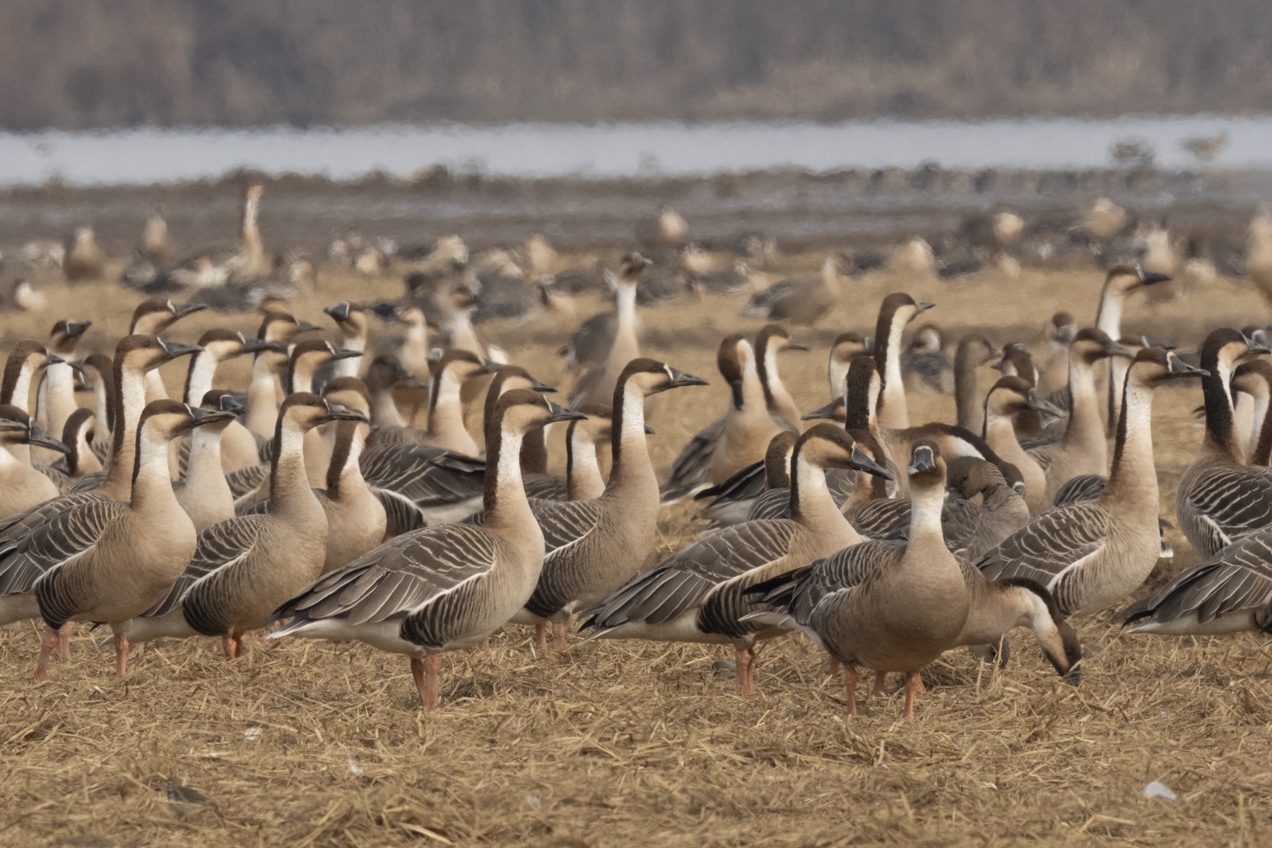 Swan Geese (image by Mark Beaman)