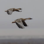 Swan Geese (image by Mark Beaman)