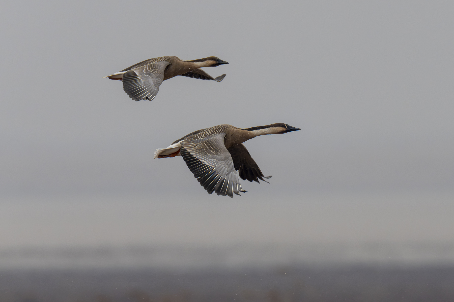 Swan Geese (image by Mark Beaman)