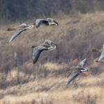 Taiga Bean Geese (image by Mark Beaman)