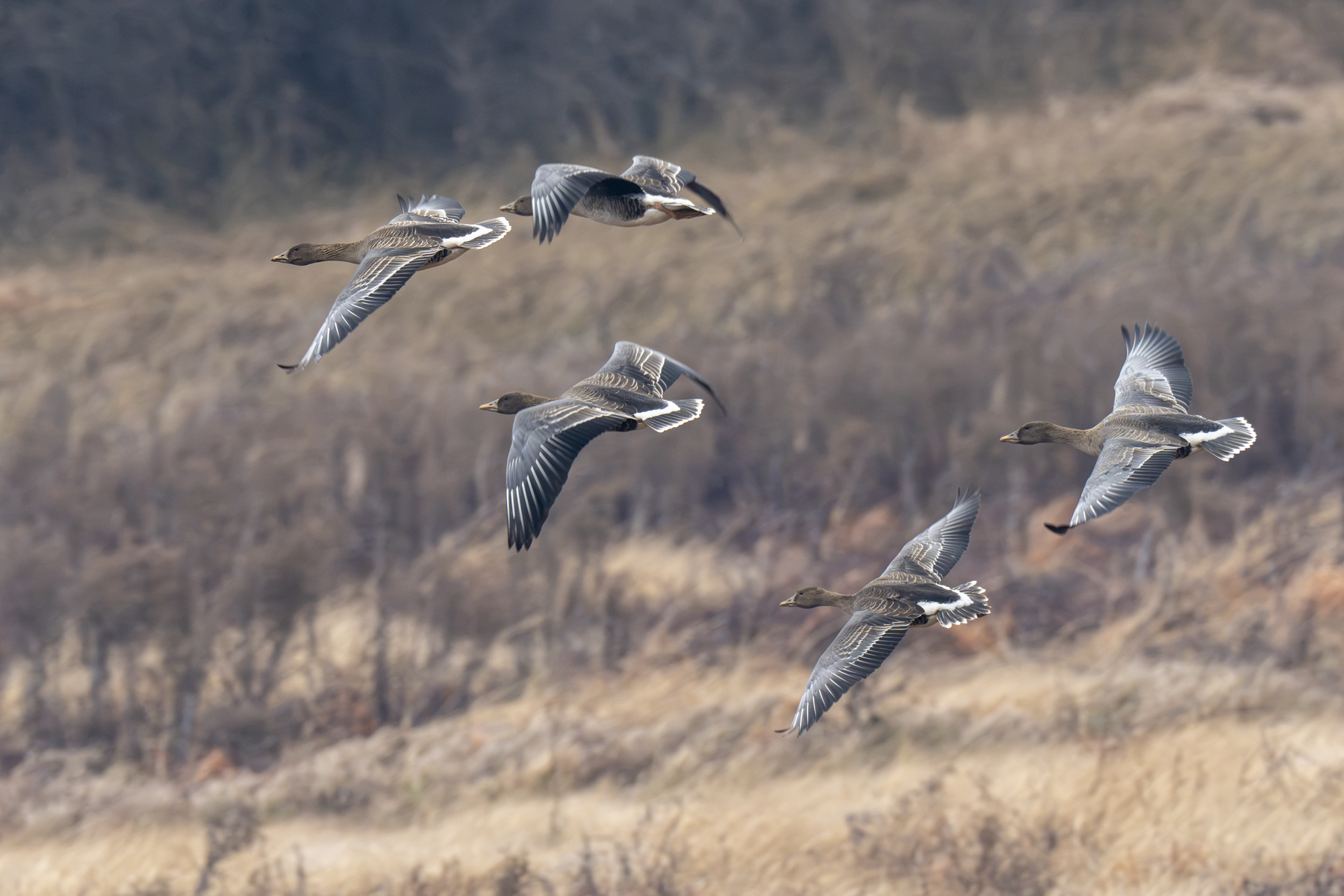 Taiga Bean Geese (image by Mark Beaman)