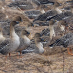 Taiga Bean Geese (image by Mark Beaman)