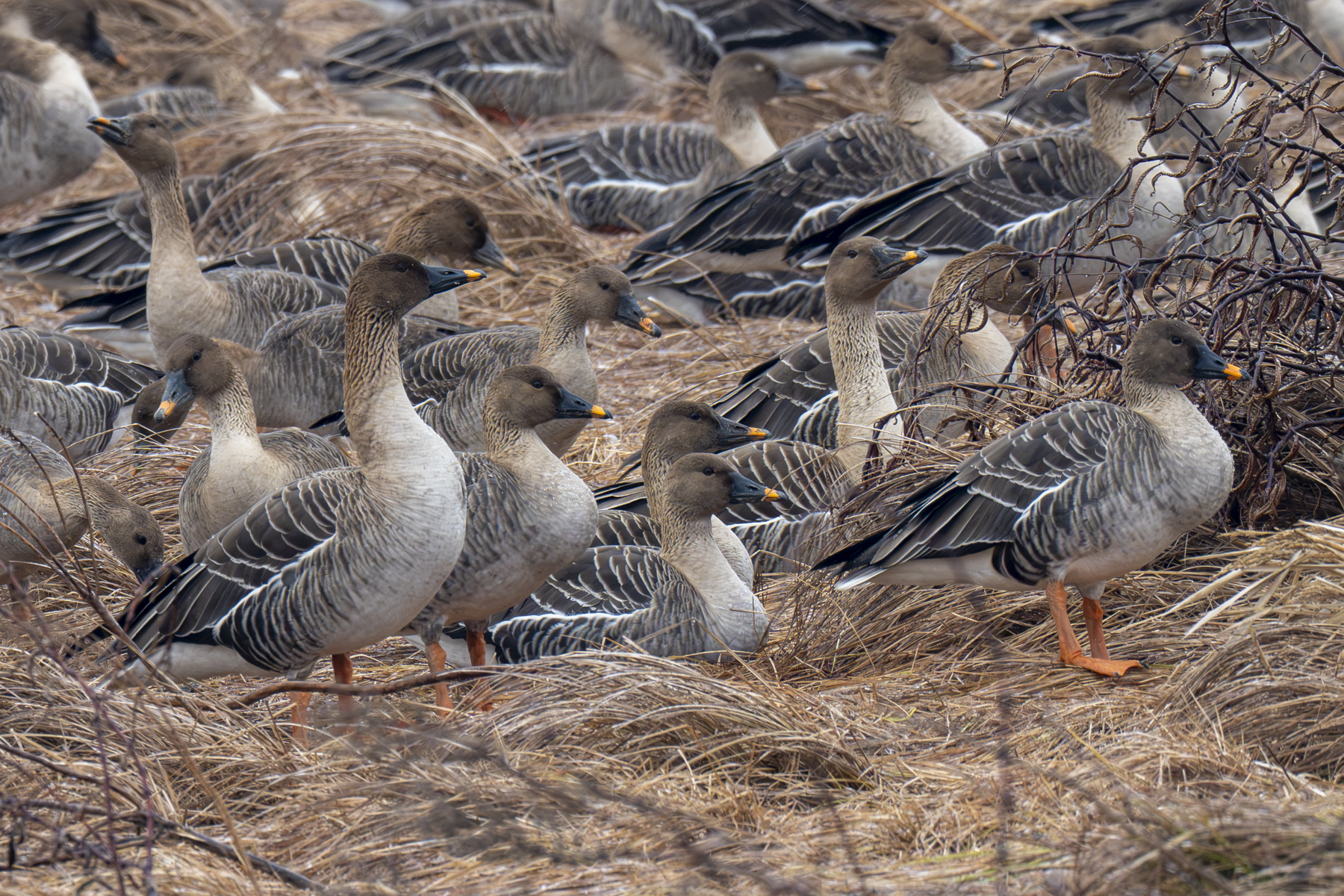 Taiga Bean Geese (image by Mark Beaman)