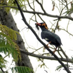 Tenggara Hill Myna (image by Craig Robson)