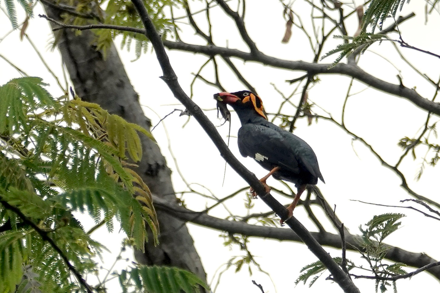 Tenggara Hill Myna (image by Craig Robson)