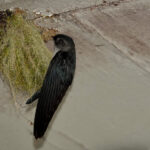 Tenggara Swiftlet (image by Craig Robson)