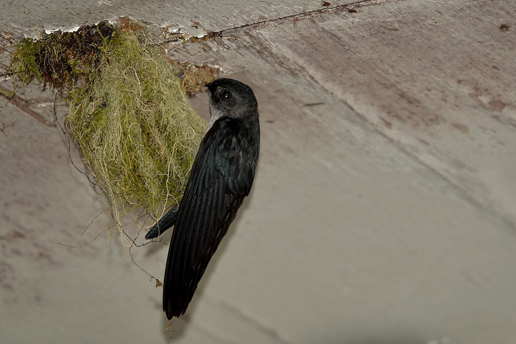 Tenggara Swiftlet (image by Craig Robson)