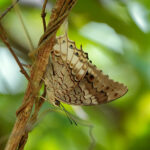 Timor Emperor (image by Craig Robson)