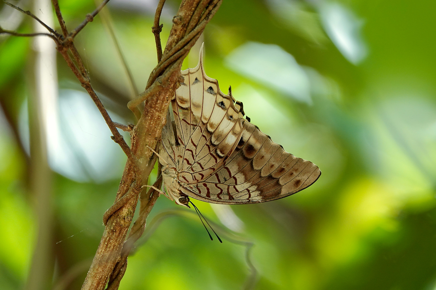 Timor Emperor (image by Craig Robson)