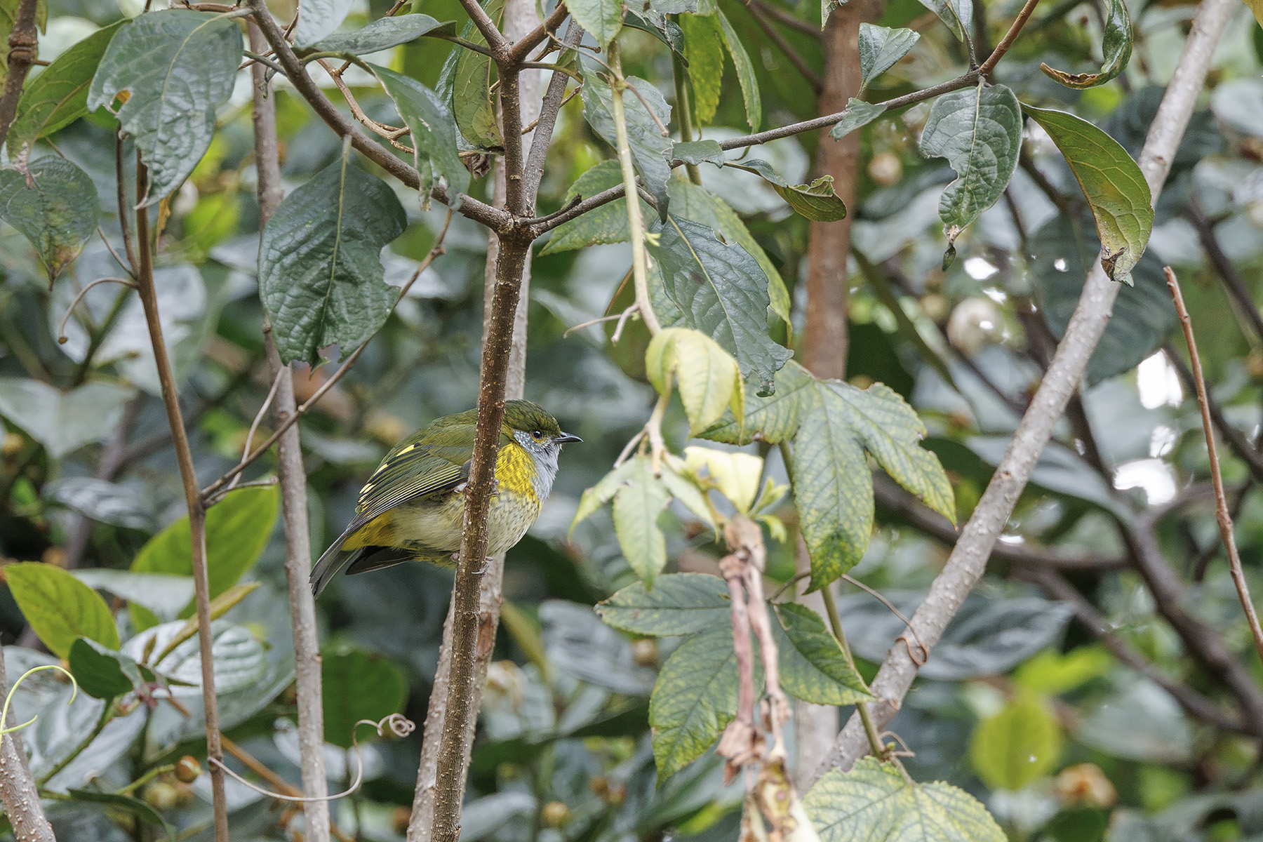 Tit Berrypecker (image by Dáni Balla)