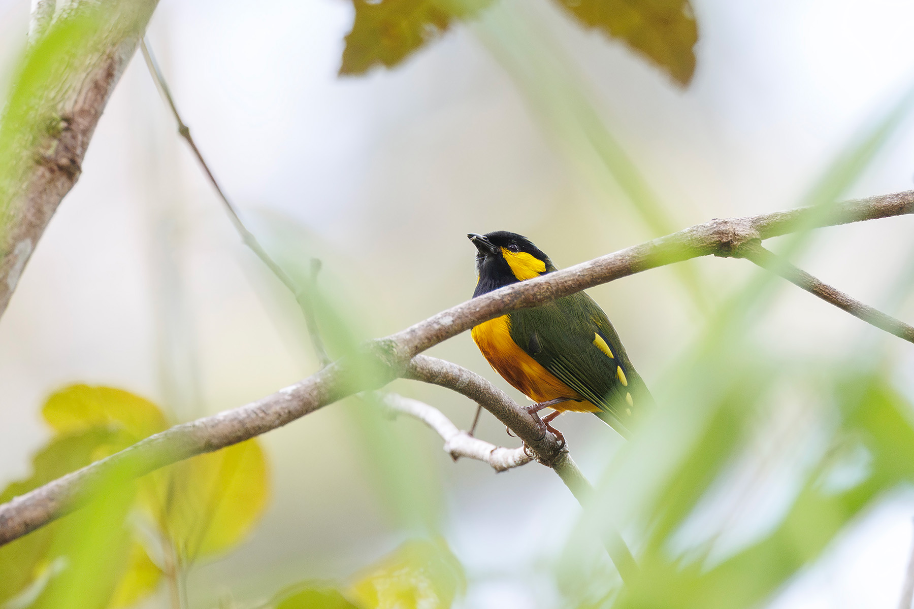 Tit Berrypecker (image by Dáni Balla)