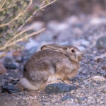 Tolai Hare (image by Mark Beaman)