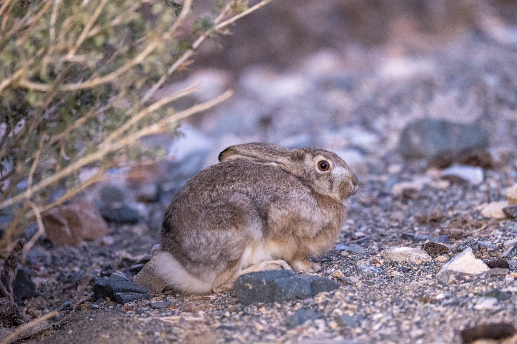 Tolai Hare (image by Mark Beaman)