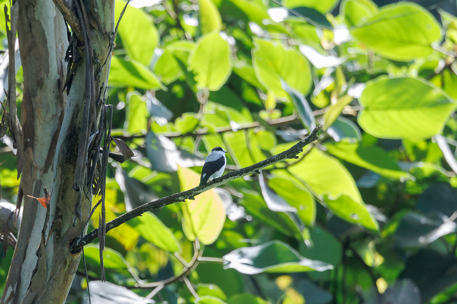 Torrent Flyrobin (image by Dáni Balla)