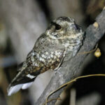 Tschudi's Nightjar (image by Leo Garrigues)