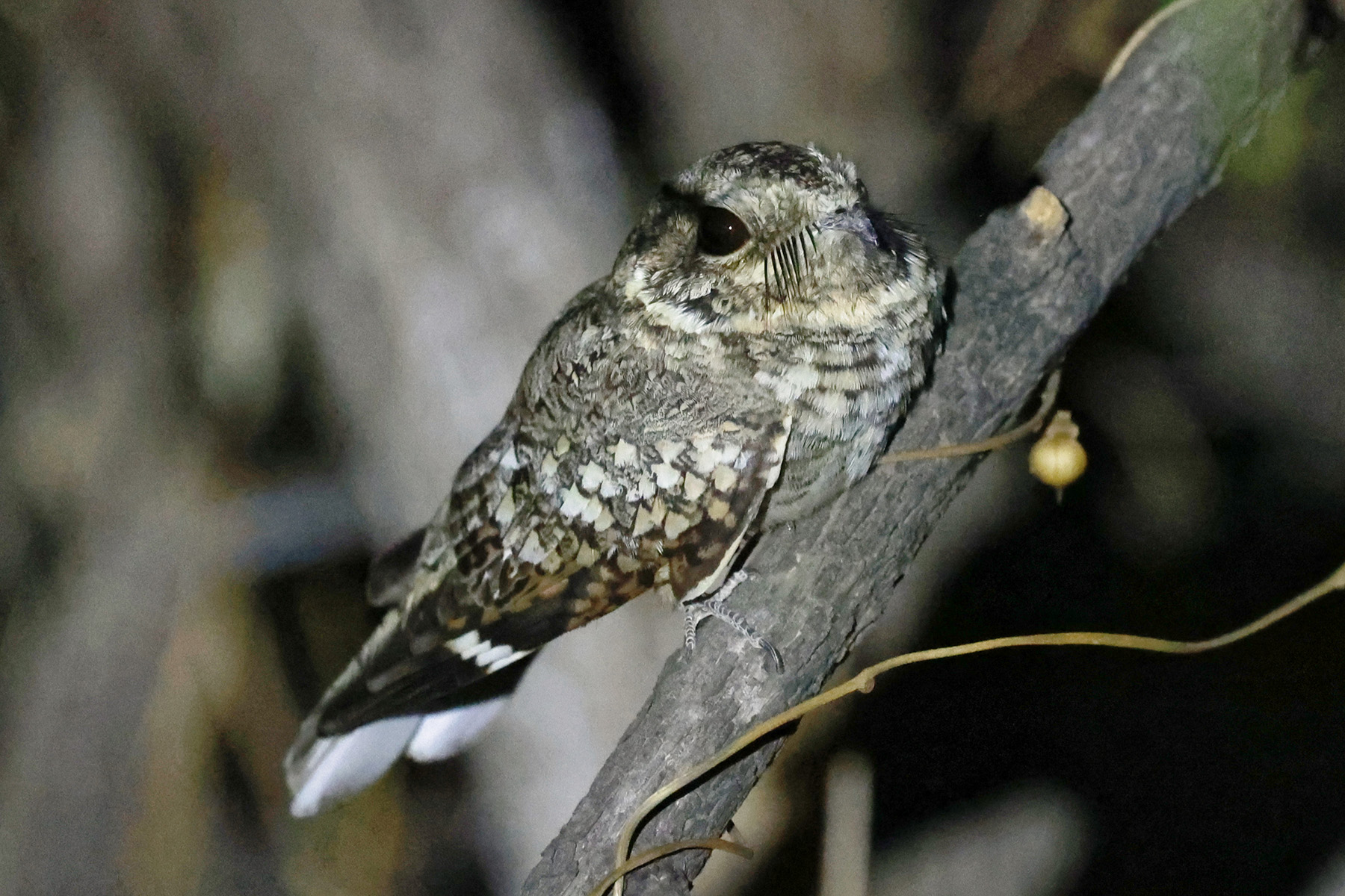 Tschudi's Nightjar (image by Leo Garrigues)