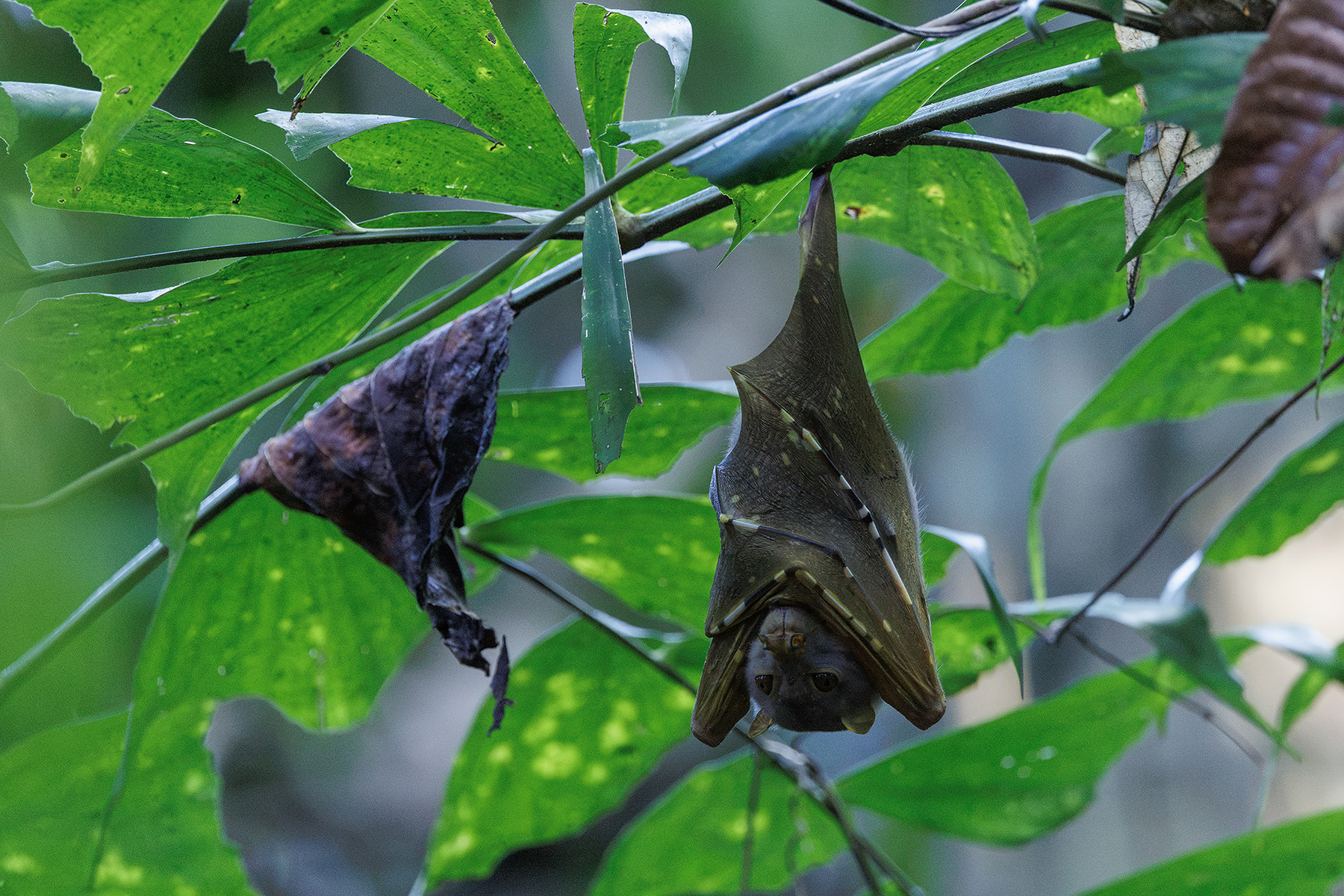 Tube-nosed Fruit Bat sp (image by Dáni Balla)