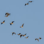 Tundra Bean Geese (image by Mark Beaman)