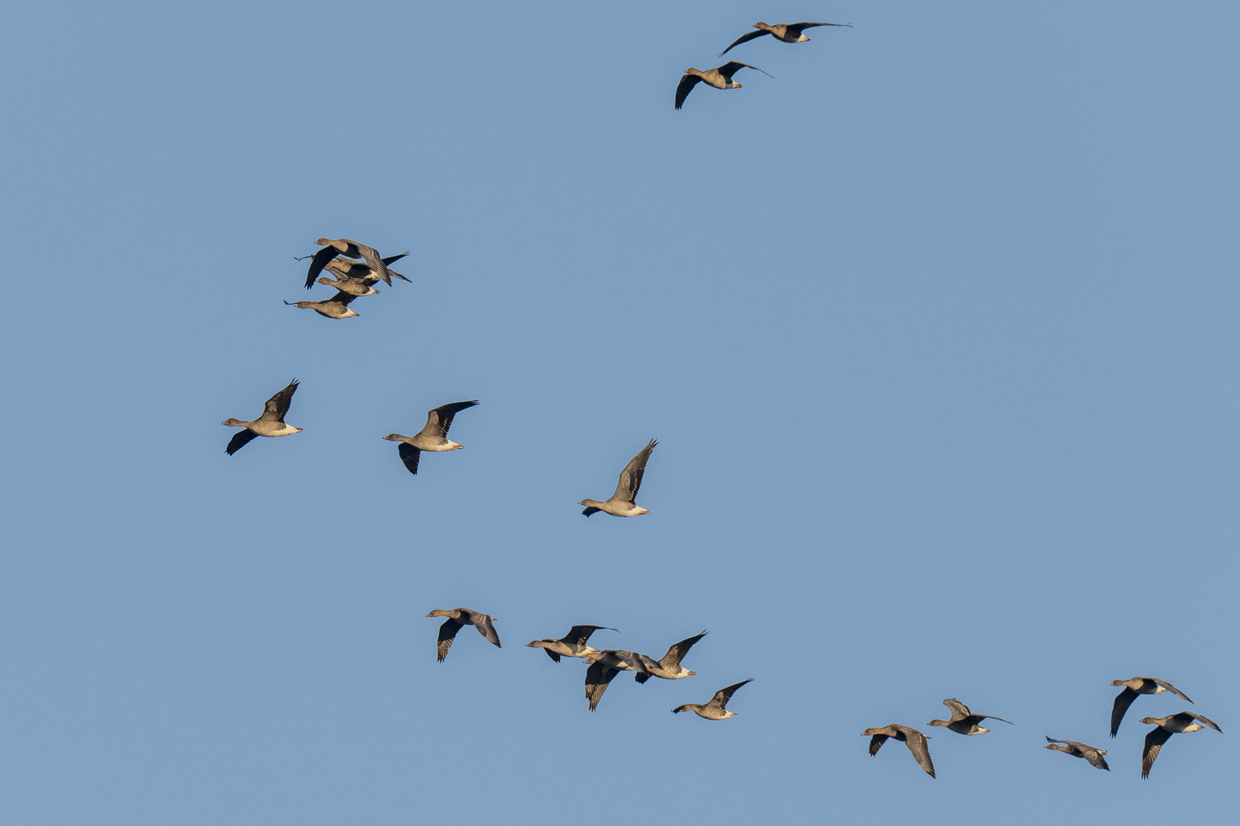 Tundra Bean Geese (image by Mark Beaman)