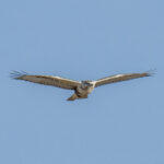 Upland Buzzard (image by Mark Beaman)