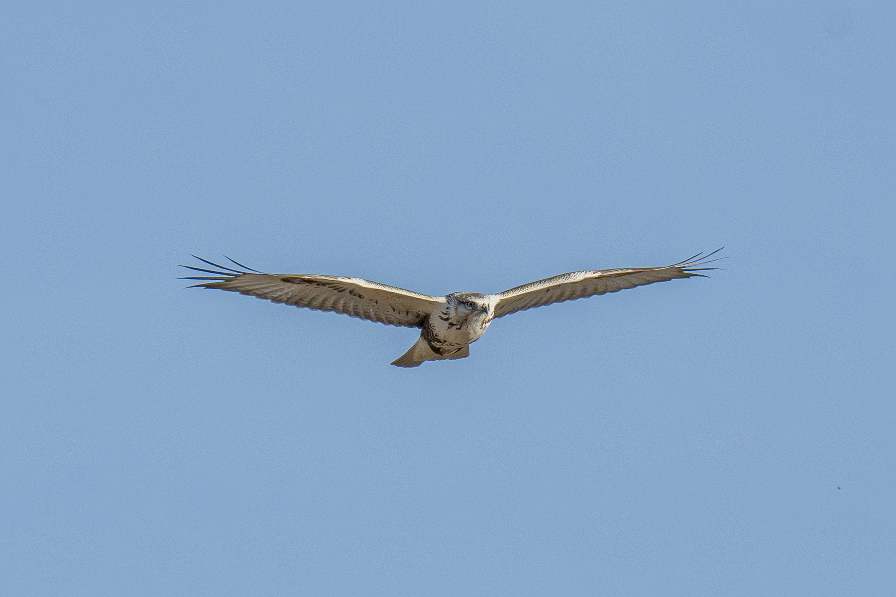 Upland Buzzard (image by Mark Beaman)