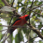 Vermillion Tanager (image by Leo Garrigues)