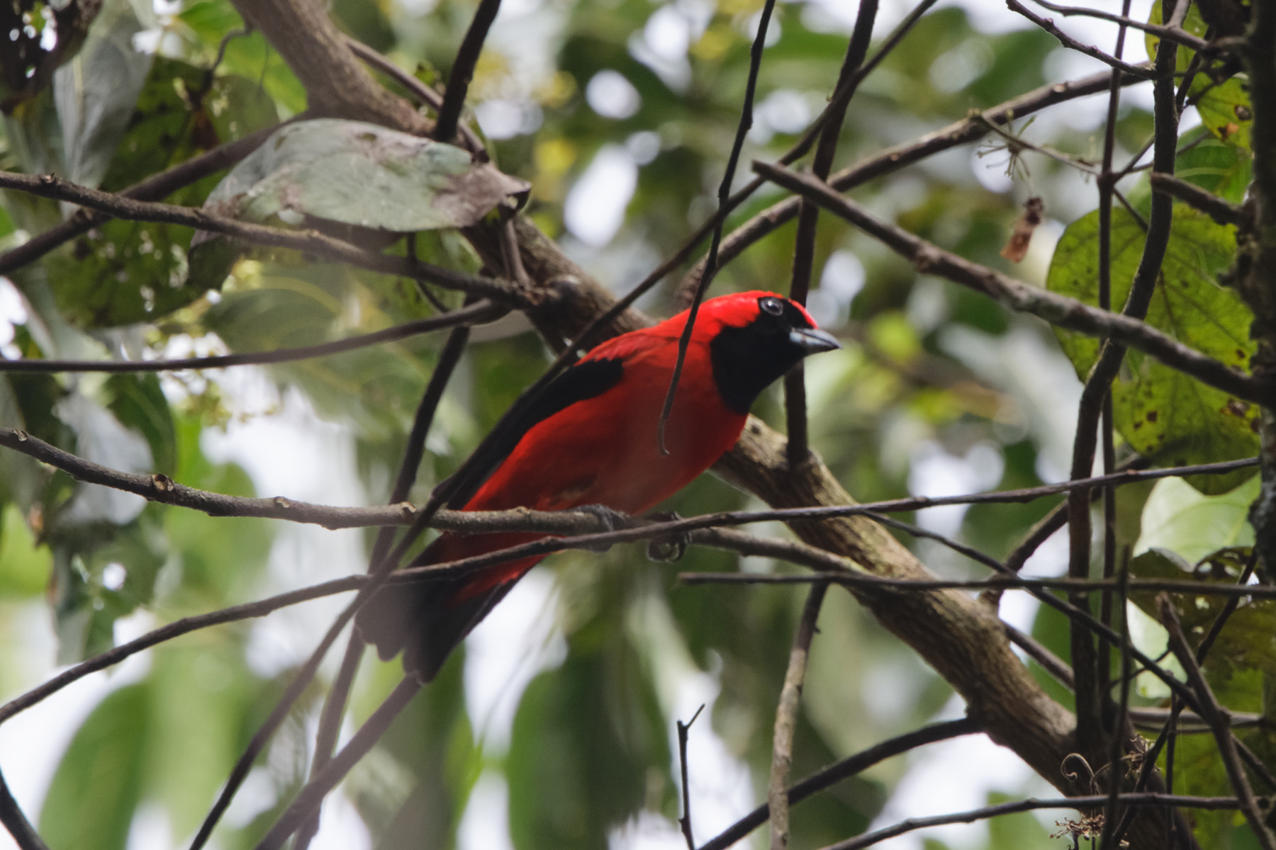 Vermillion Tanager (image by Leo Garrigues)