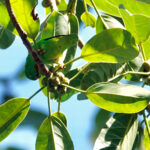 Wallace's Hanging Parrot (image by Craig Robson)