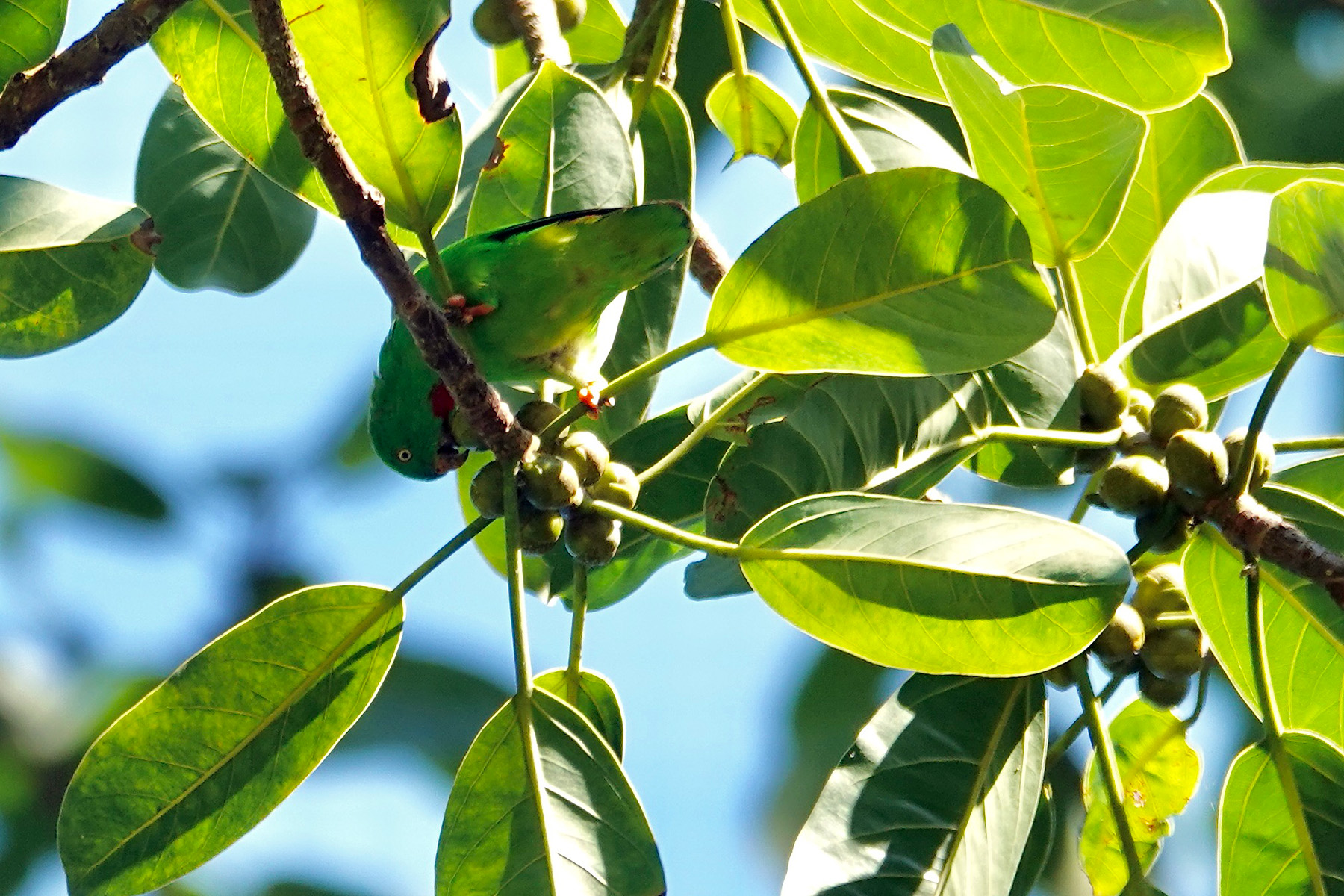 Wallace's Hanging Parrot (image by Craig Robson)