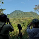 watching Flores Hawk-Eagle (image by Craig Robson)