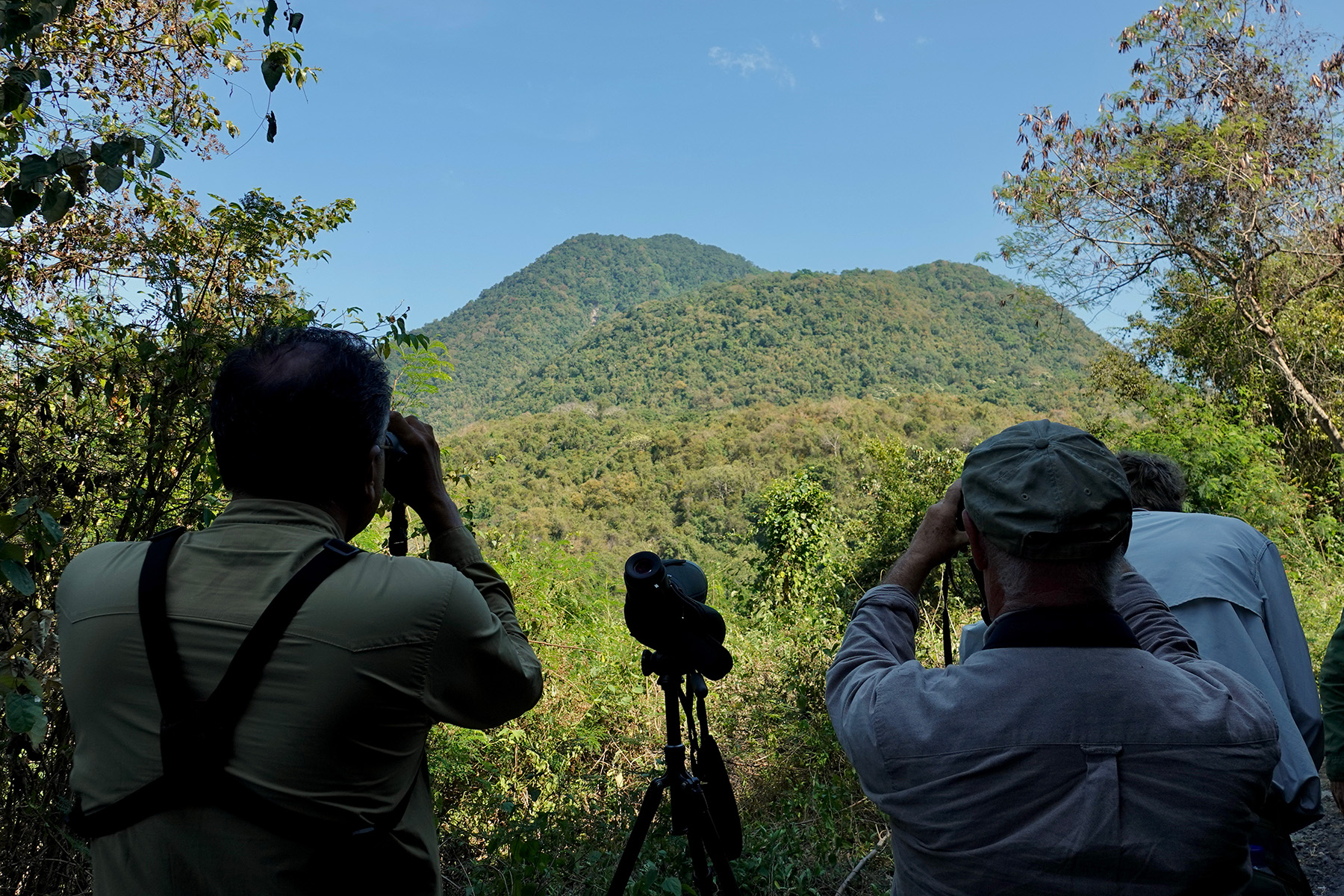 watching Flores Hawk-Eagle (image by Craig Robson)