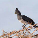 White-bellied Go-away-bird (image by Mark Van Beirs)