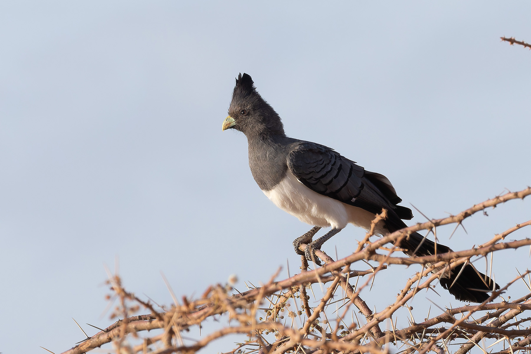 White-bellied Go-away-bird (image by Mark Van Beirs)