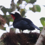 White-capped Tanager (image by Leo Garrigues)