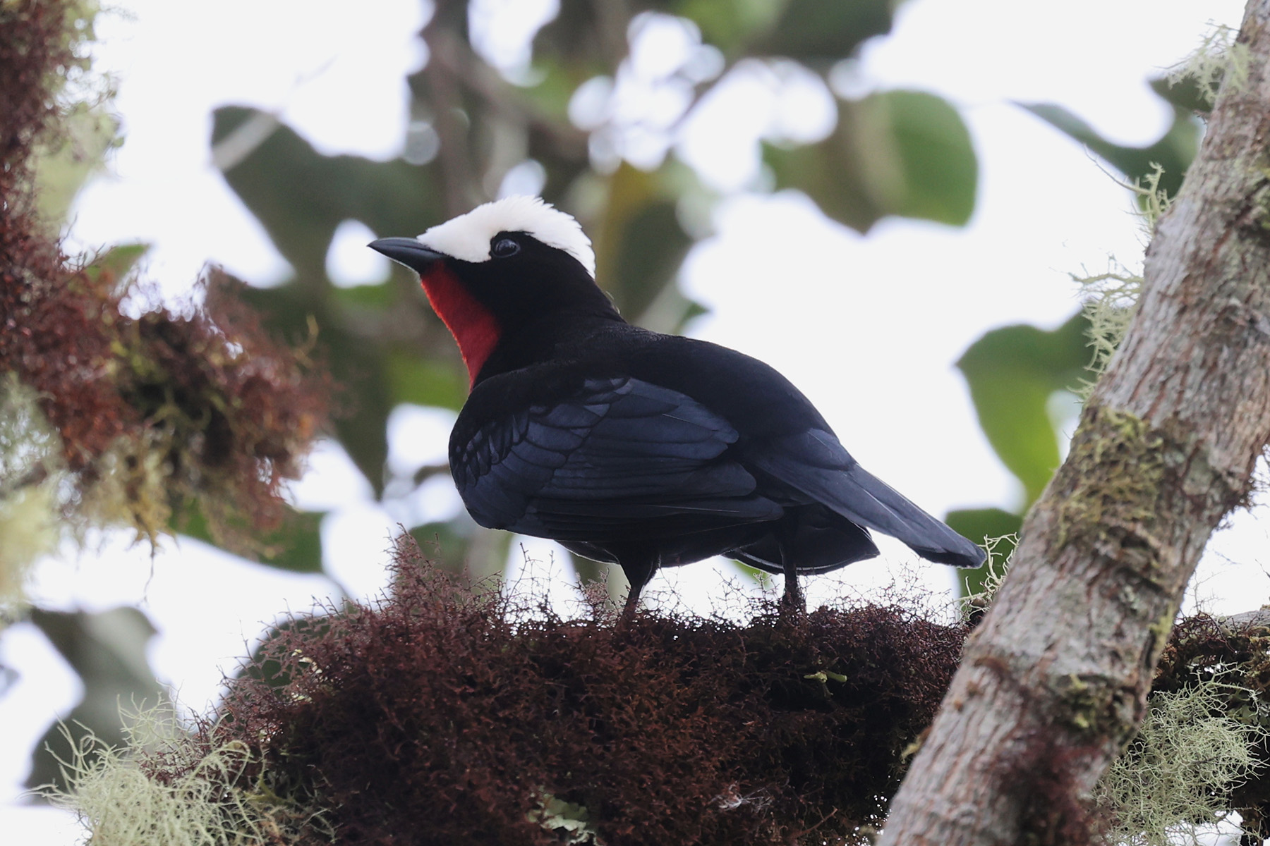 White-capped Tanager (image by Leo Garrigues)