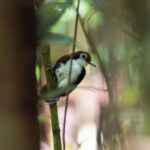 White-cheeked Antbird (image by Mark Van Beirs)