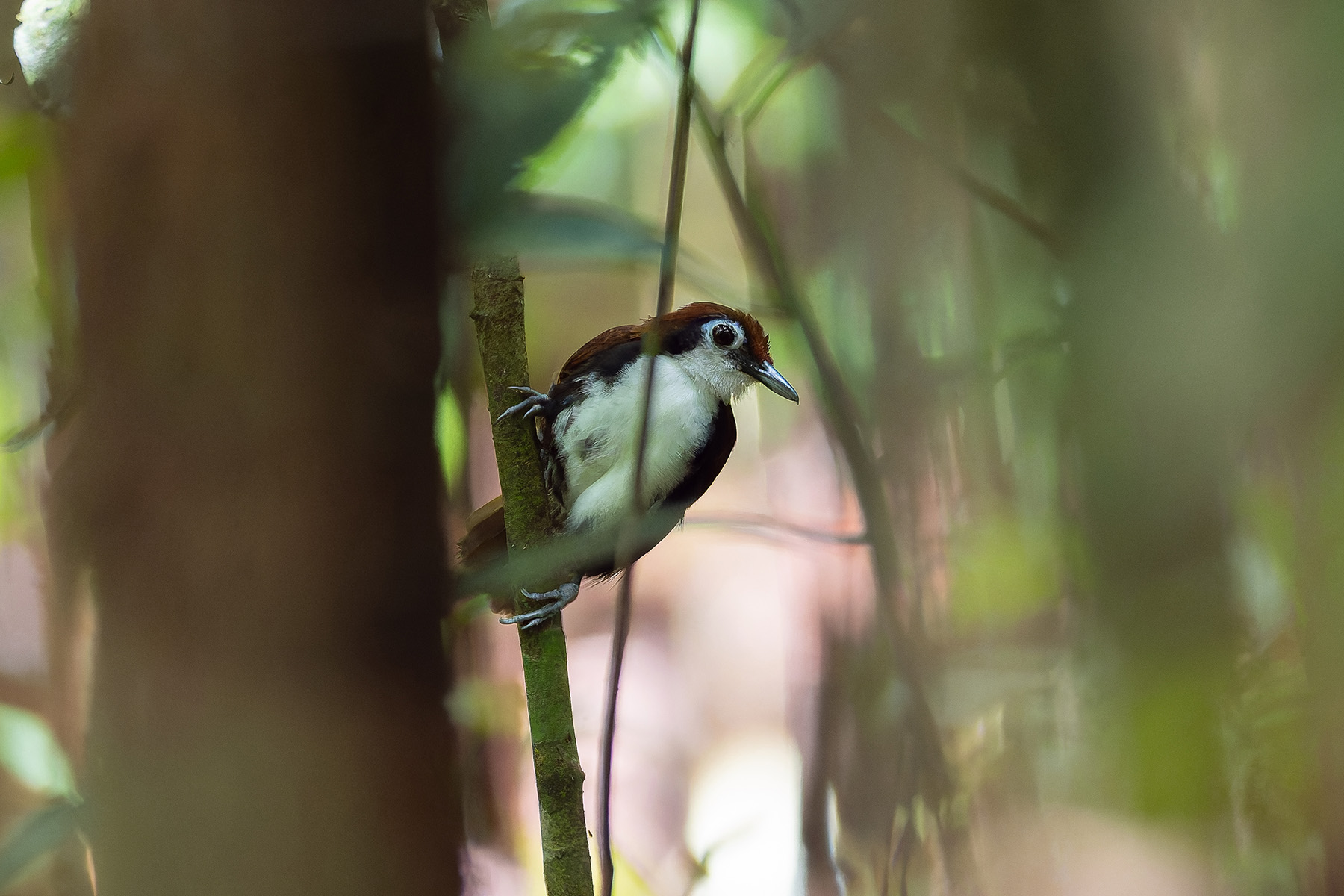 White-cheeked Antbird (image by Mark Van Beirs)