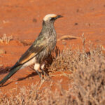 White-crowned Starling (image by Mark Van Beirs)