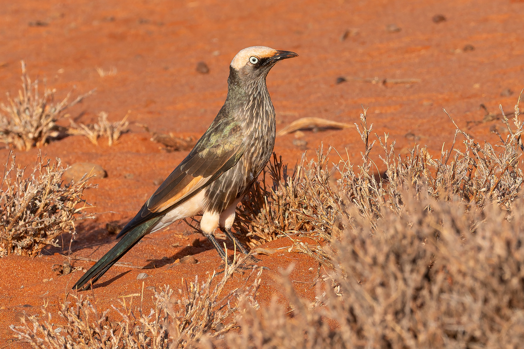 White-crowned Starling (image by Mark Van Beirs)