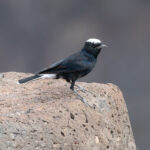 White-crowned Wheatear (image by Mark Van Beirs)
