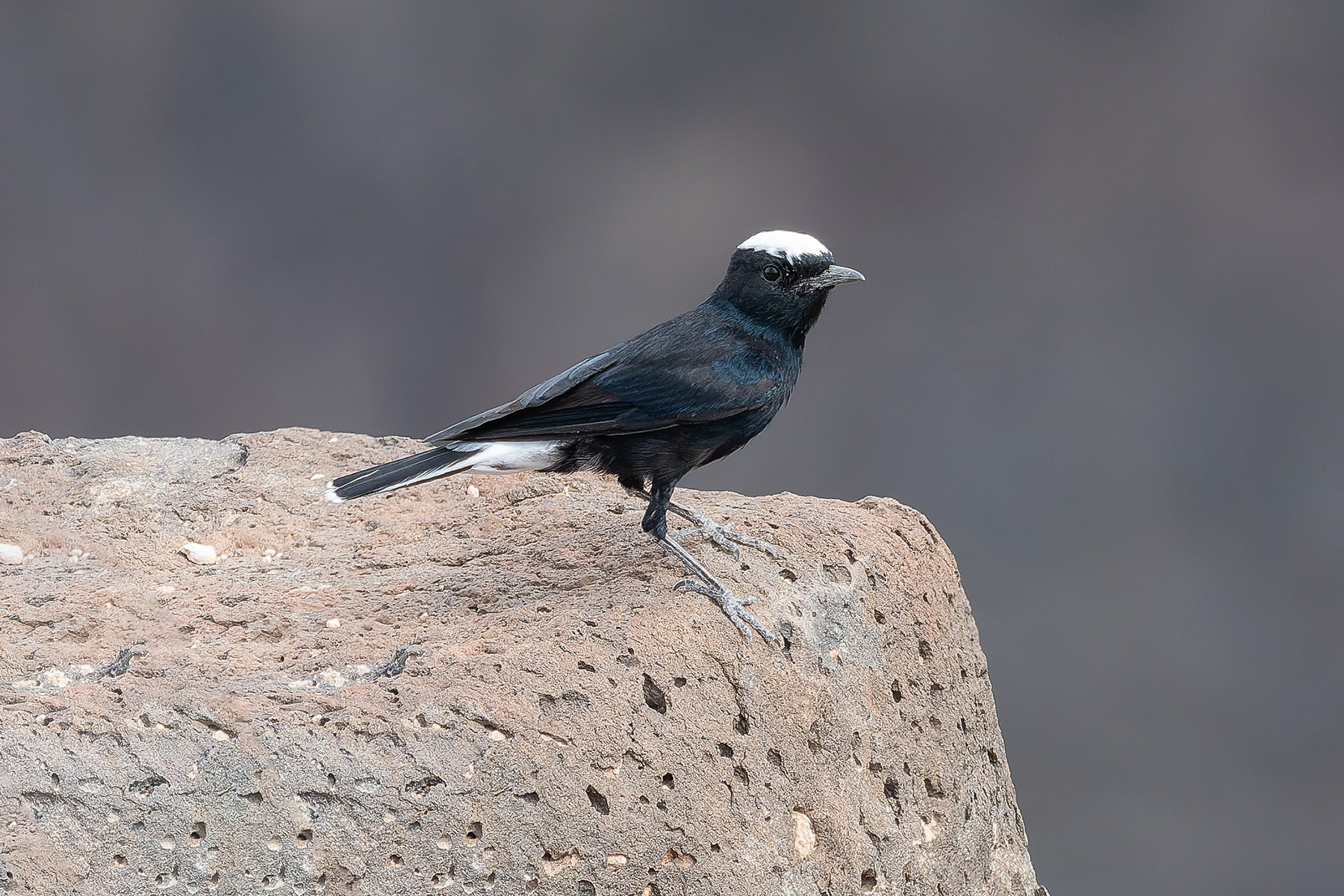 White-crowned Wheatear (image by Mark Van Beirs)