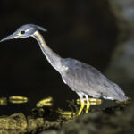 White-eared Night Heron (image by Mark Beaman)