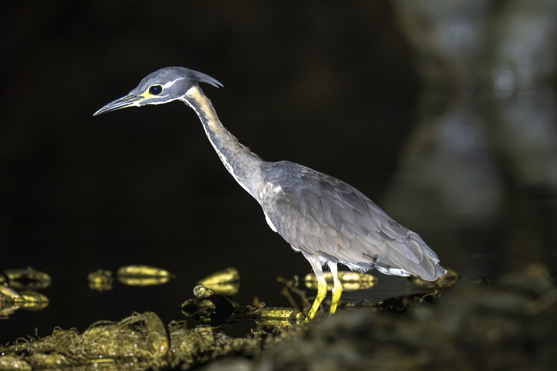 White-eared Night Heron (image by Mark Beaman)